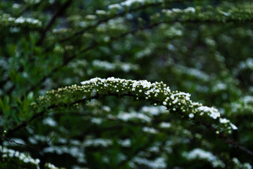 fern in the garden