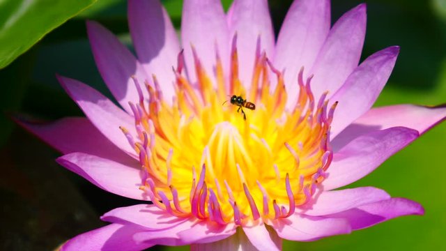 Beautiful lotus flower full bloom in lake 