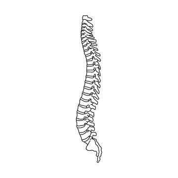 The human spine, drawn by lines on white background. Vector Stock illustration.