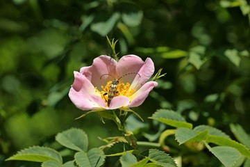Obraz premium Gefleckter Schmalbock (Rutpela maculata) auf Wildrosenblüte