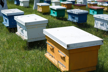 A row of bee hives in a private apiary in the garden. Honey industry.