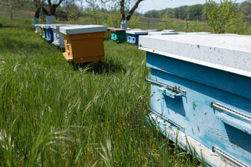 A row of bee hives in a private apiary in the garden. Honey industry.