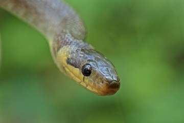 Subadulte Äskulapnatter (Zamenis longissimus)