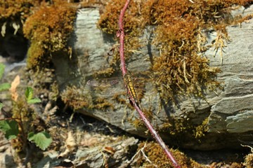 Großer Blaupfeil (Orthetrum cancellatum), junges Weibchen