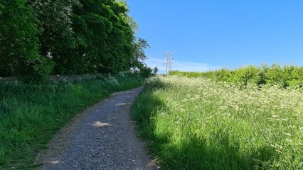 path in the field
