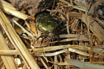 Gemeiner Rosenkäfer (Cetonia aurata) auf Kompost