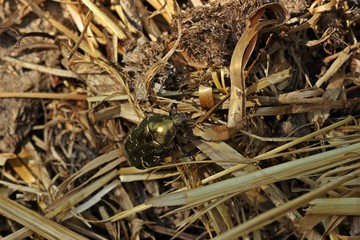 Gemeiner Rosenkäfer (Cetonia aurata) auf Kompost