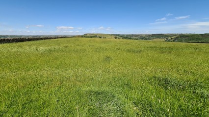 Obraz premium green field and blue sky