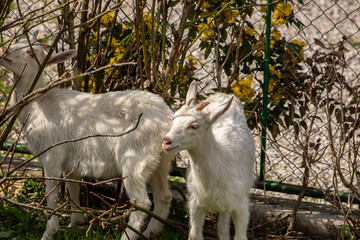 Two white cute goats in fence