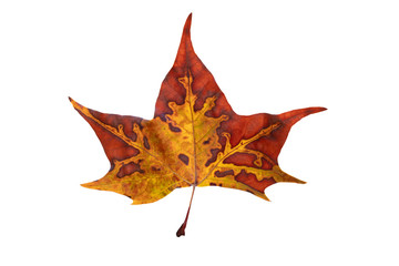maple leaf with branch isolated on white background with clipping path