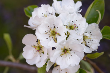 Pęk białych kwiatów w pełnym rozkwicie, na gałązce drzewa gruszy