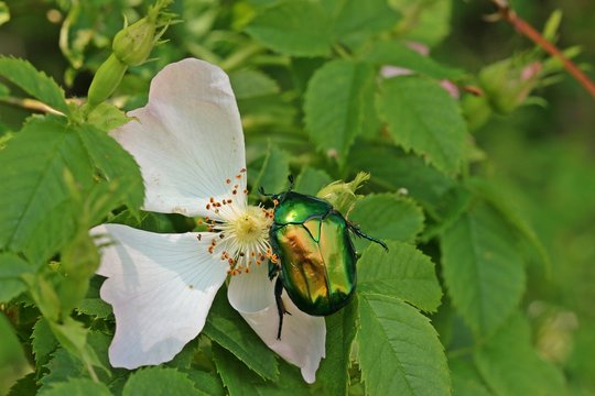 Gro&szlig;er Rosenk&auml;fer, auch Gro&szlig;er Goldk&auml;fer (Protaetia speciosissima) im Gras