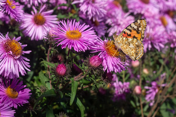 Painted lady butterfly with wings closed on flower
