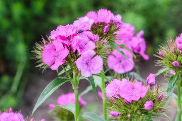 close up of a sweet William plant with pink blossoms