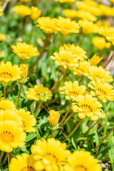 ガザニアの群生