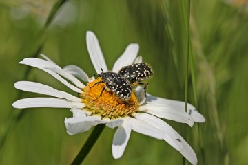 Paarung des Trauer-Rosenkäfers (Oxythyrea funesta) auf Margerite (Leucanthemum vulgare)