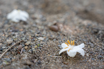 砂場の桜マクロ