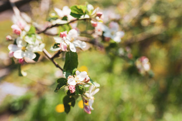 Blossoming branch of apple tree, spring floral background, beauty of nature