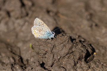 Hauhechelbläuling,männlich 