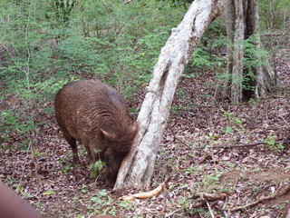 wild boar in the forest