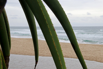 Aloe and sea