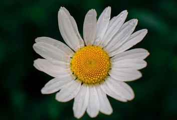white daisies with water drops close up in green grass and blurred background