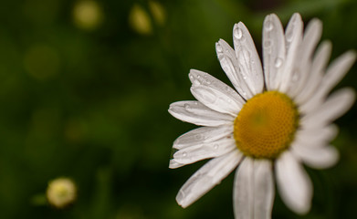 Obraz premium white daisies with water drops close up in green grass and blurred background