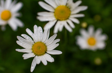 Fototapeta na wymiar white daisies with water drops close up in green grass and blurred background