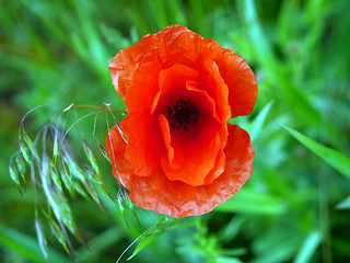 Red poppy in a field meadow. Spring time.