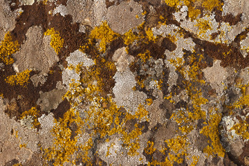 The texture of multi-colored moss on the stones.