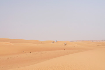 Fototapeta na wymiar Antilopen in der Wüste - Dubai/Reservat//Emirate/UAE