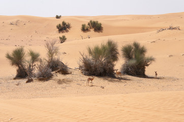 Antilopen in der Wüste - Dubai/Reservat//Emirate/UAE