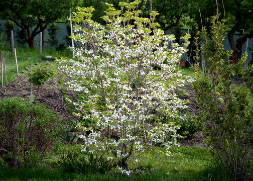 cornus kousa shrub with white striking flowers in the garden lawn