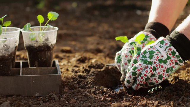 Planting cabbage seedlings