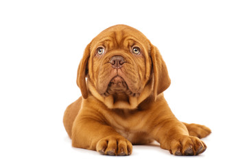 Puppy isolated on white. Dogue de Bordeaux