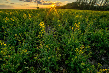 Zachód słońca w polu rzepaku. Sunset in a rape field