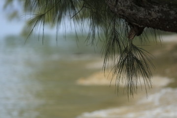 pine-tree branch on the beach, Koh Ta Kiev island, Cambodia