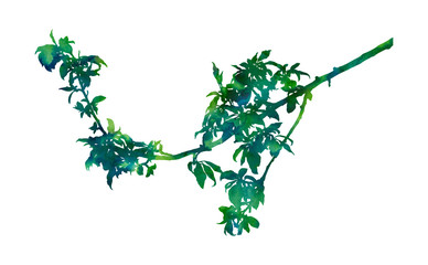 Hand painted botanical image. Decorative picture for creative design of cards, invitations, banners, websites and posters. Beautiful artwork. Green tree branch.