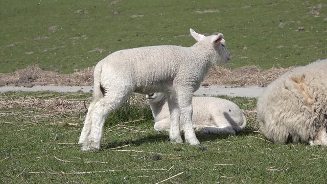 cute white sheep lamb and ewe on the meadow in the nature