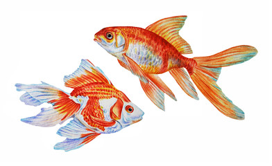 Two goldfish isolated on a white background. Hand drawn watercolor illustration.