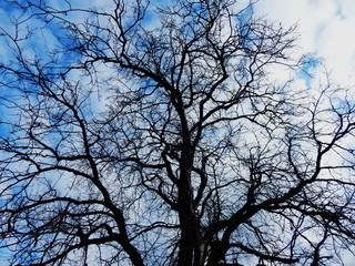 The silhouette of a black tree against a blue sky and clouds