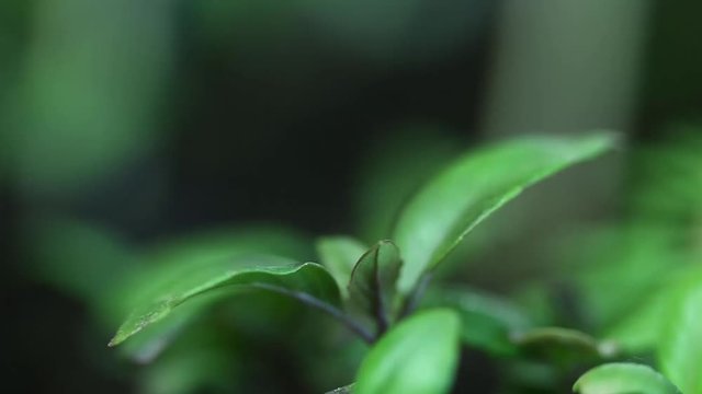 Plants zero waste