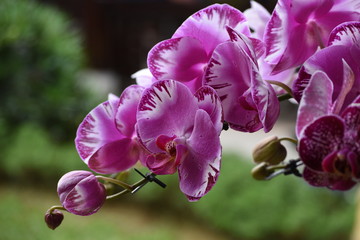 Orchideen im Garten der Kaiserstadt Hue, Vietnam.