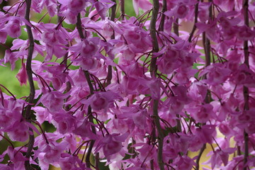 Orchideen im Garten der Kaiserstadt Hue, Vietnam.