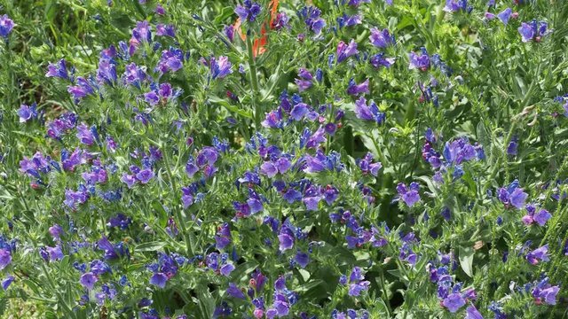 Vid&eacute;o de vip&eacute;rine commune aux tiges secou&eacute;es dans le vent, garnies de fleurs bleu vif, boutons floraux rose et feuillage lanc&eacute;ol&eacute; vert