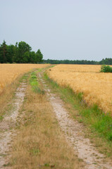 Fototapeta na wymiar Dirt road in-between farming fields on the island of Gotland in Sweden.