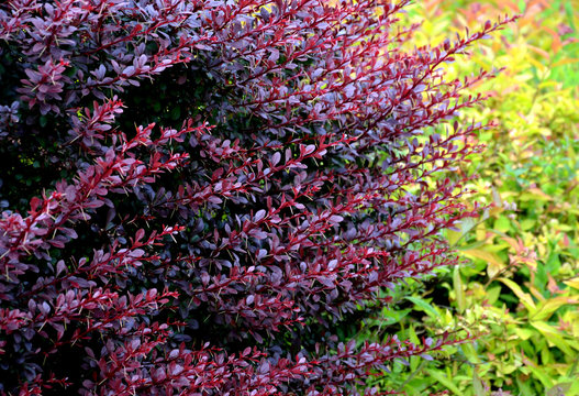 berberis thumbergii atropurpurea red-leaved shrub with thorns close-up of spring twigs