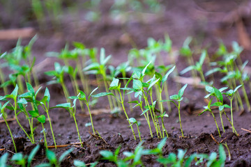 Chili seedlings in wet soil