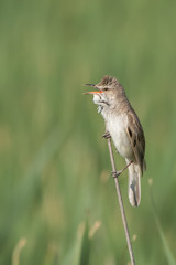 Büyük kamışçın » Great Reed Warbler » Acrocephalus arundinaceus
