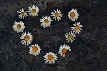 heart made of white daisies on a background of gray stones
